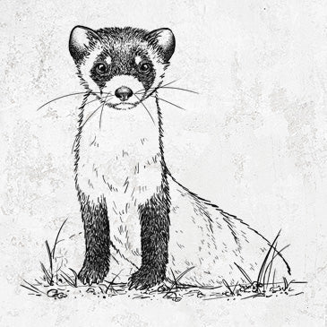 Black-footed Ferret - from near extinct to comeback kid, now in our tees and gifts.
