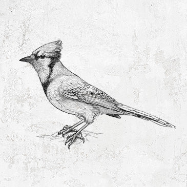 Blue Jay - Cyanocitta cristata