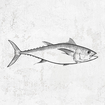 Atlantic Bluefin Tuna Ocean Life Apparel and Accessories