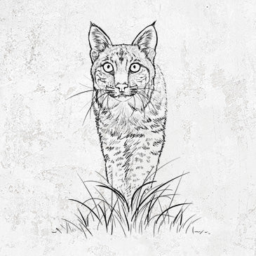 Bobcat - Lynx rufus