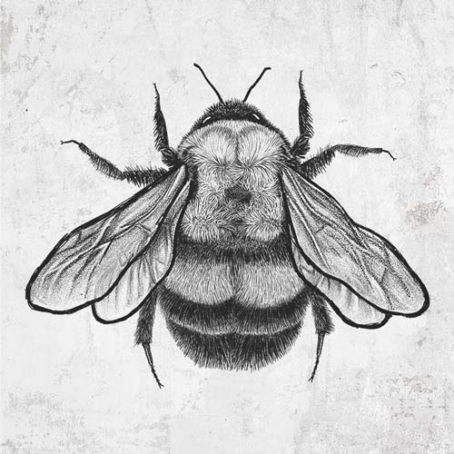 Bombus Affinis - Rusty-Patched Bumble Bee