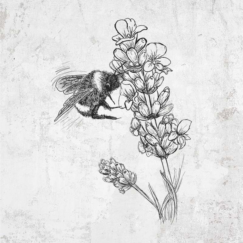 Bumblebee on English Lavender - Bombus Pensylvanicus
