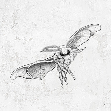 Domestic Silk Moth - Bombyx mori