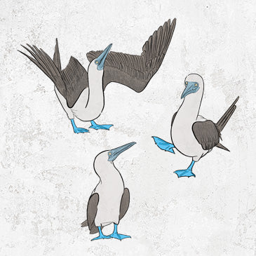 Blue-footed Booby Trio - Sula nebouxii