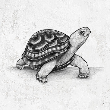 Common Box Turtle - Terrapene carolina