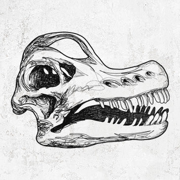 Brachiosaurus Skull