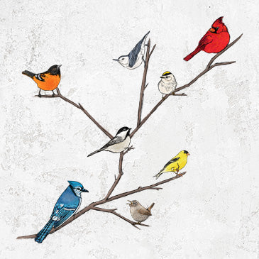 Backyard Birds Gathering