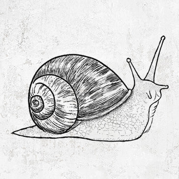 Brown Garden Snail