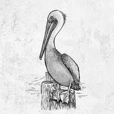 Brown pelican (Pelecanus occidentalis) drawing on clothing and gifts
