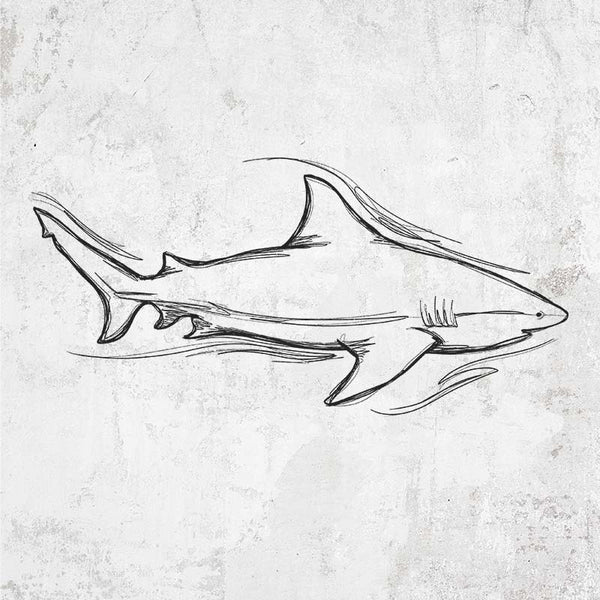 Bull Shark