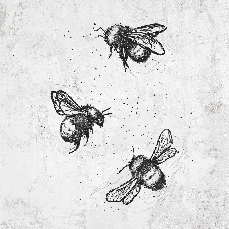 American Bumblebee Trio - Bombus Pensylvanicus