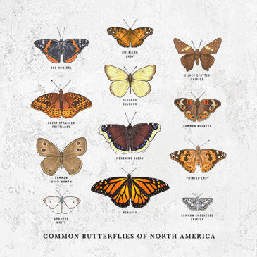 Common Butterflies of North America