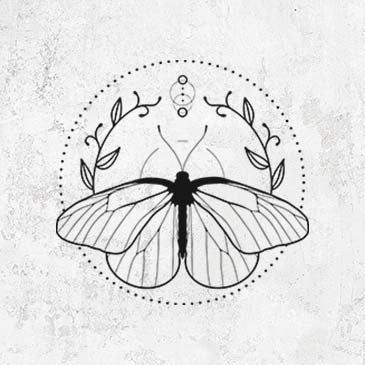 Aporia crataegi - Black Veined White Butterfly