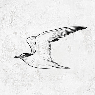 California Least Tern design on various BeCause Tees apparel and gifts