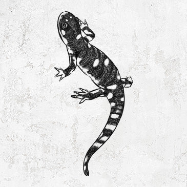 California Tiger Salamander - Ambystoma californiense