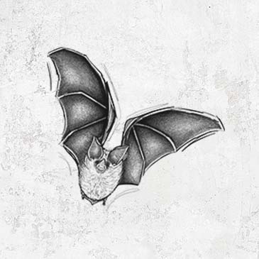 Detailed illustration Cali Leafnose Bat flying