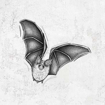 Macrotus californicus - California Leaf-nosed Bat