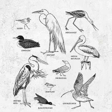 California Shorebirds