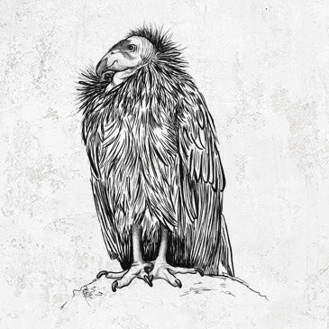 California Condor Inspired Collection - Diverse Range of Products