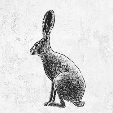 Hand-drawn Black-tailed Jackrabbit Design for Tees, Hoodies and More