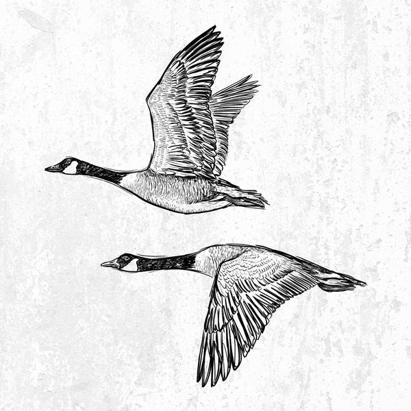 Canada Geese in Flight - Branta canadensis