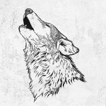 Canis lupus - Grey Wolf Howling
