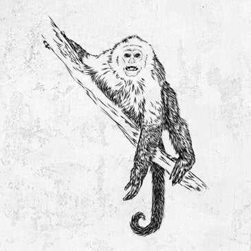 Capuchin Monkey - Cebus imitator