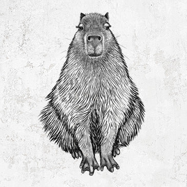 Capybara - Hydrochoerus hydrochaeris
