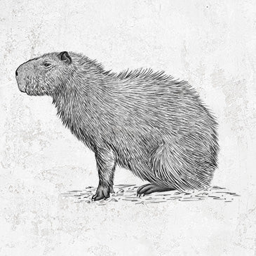 Capybara Profile - Hydrochoerus hydrochaeris