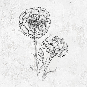 Carnations - Dianthus caryophyllus
