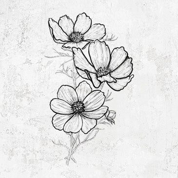 Garden Cosmos - Apollo White - Cosmos bipinnatus