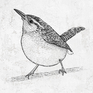 Lively Carolina Wren Inspired Apparel and Gifts | Because Tees