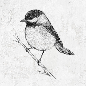 Black-capped Chickadee - Poecile atricapillus