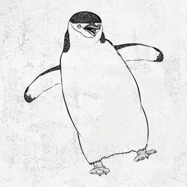 Chinstrap Penguin - Pygoscelis antarcticus
