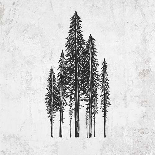 Coastal Redwoods