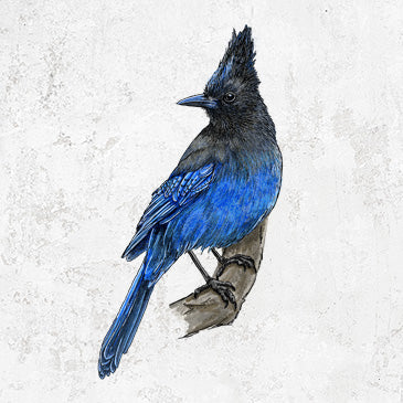 Colored Coastal Steller's Jay bird drawing