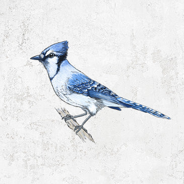 Vibrant Blue Jay illustration on apparel and gifts from Because Tees