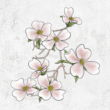 Flowering Dogwood illustration on apparel and gifts from Because Tees