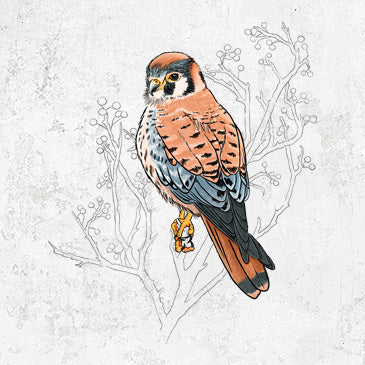Vibrant American Kestrel - Falco sparverius