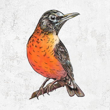 Vibrant American Robin illustration on apparel and gifts from Because Tees