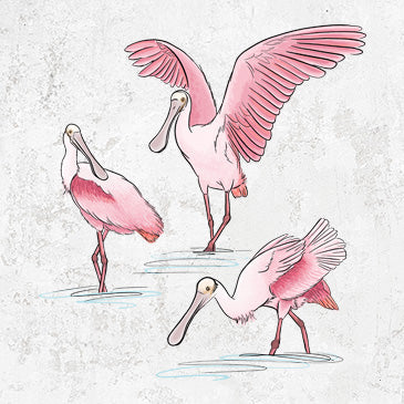 Roseate Spoonbill Trio - Platalea ajaja