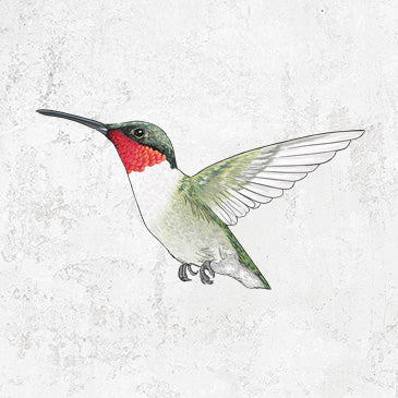 Vibrant Ruby-throated Hummingbird illustration on apparel and gifts from Because Tees