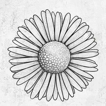 Bellis perennis - The Common Daisy