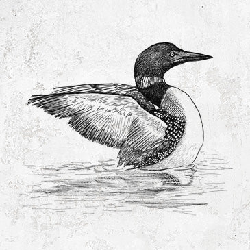 Common Loon illustration on BeCause Tees apparel