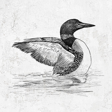 Common Loon - Gavia immer
