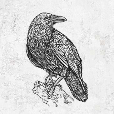 Corvus corax - Common Raven