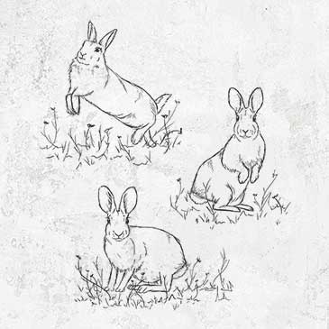 Trio of Eastern Cottontail Rabbits drawing on clothing and gifts