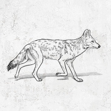 Coyote - Canis latrans