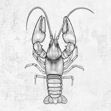 Crayfish-themed Apparel and Home Goods | Because Tees