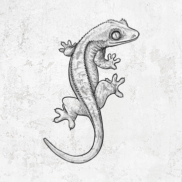 Crested Gecko - Correlophus ciliatus